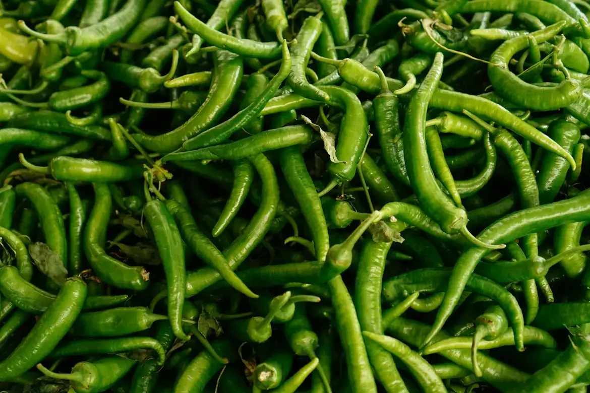Fresh Green chill mandi bhav and vegetable price in Ajmer, Rajasthan